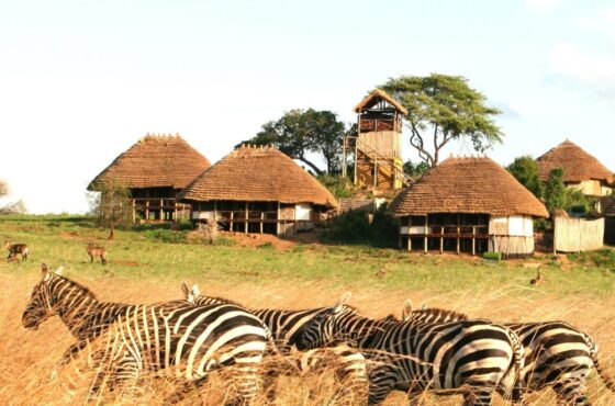 4-Day Kidepo National Park Wildlife Safari
