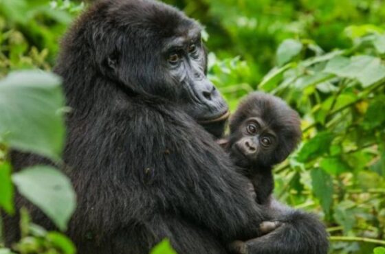 2 Day Bwindi Gorilla Trekking