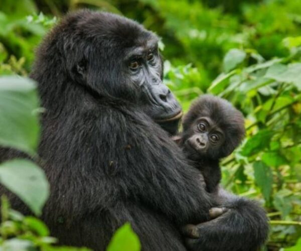 2 Day Bwindi Gorilla Trekking
