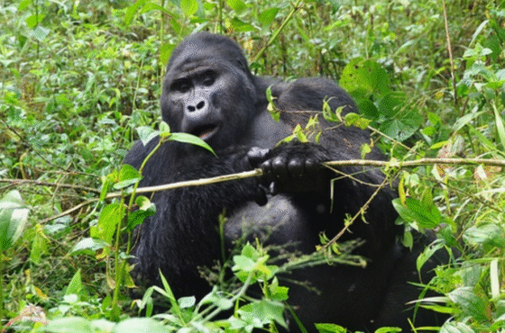 3-Day Uganda Gorilla Trekking