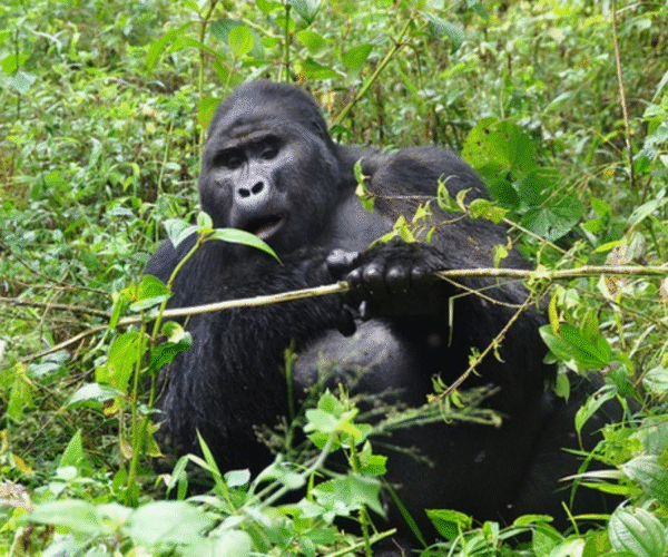 3-Day Uganda Gorilla Trekking