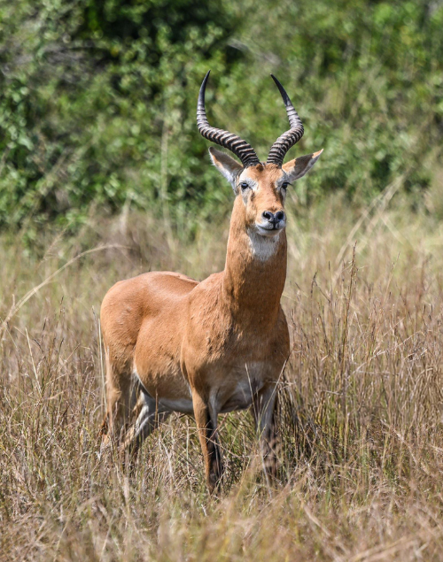 Uganda