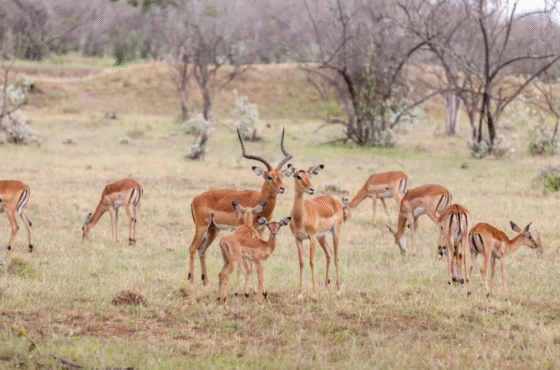 3-Day Queen Elizabeth National Park Safari